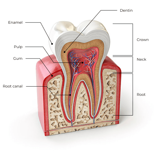 Root Canal Treatment by Teeth Q Professional and Efficient